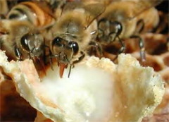غذاء ملكات النحل واستخدامه في علاج تصلّب الأنسجة المتعدّد